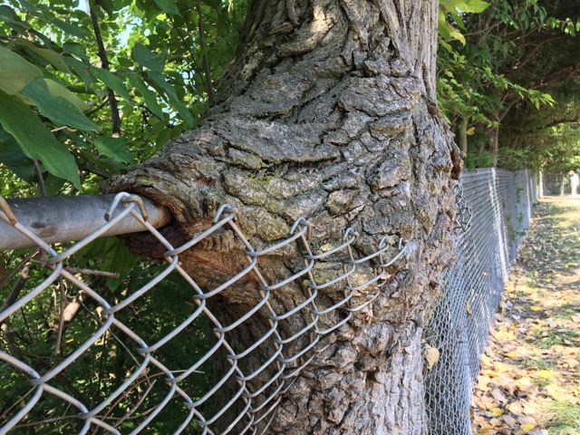 Tree in Fence