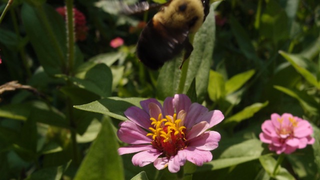 Bee on Flower