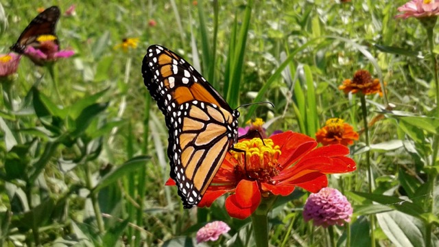 Monarch Butterfly