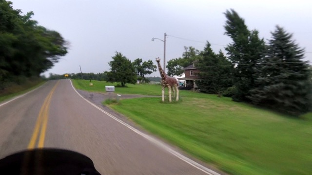 Giraffes? Oh my!