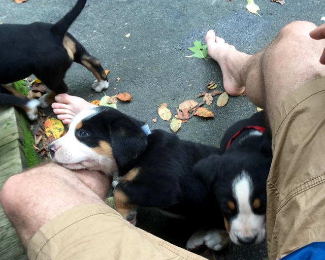 Puppies Everywhere!