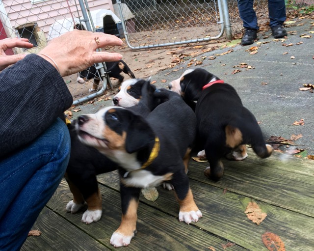 Puppies Everywhere!