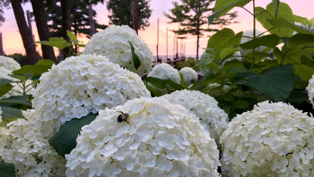 Monstrous flower!